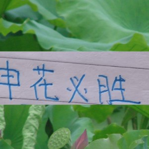 中超欧冠-现阶段的申花要拿冠军！最大的依仗还是锋线进球能力|上海申花|上海海港|鲁迪·盖伊|上海申花足球俱乐部|大连英博_新浪体育_新浪新闻